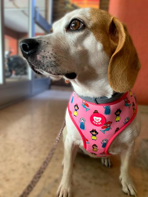 ARNES TRAIL PARA PERRO MERMAID