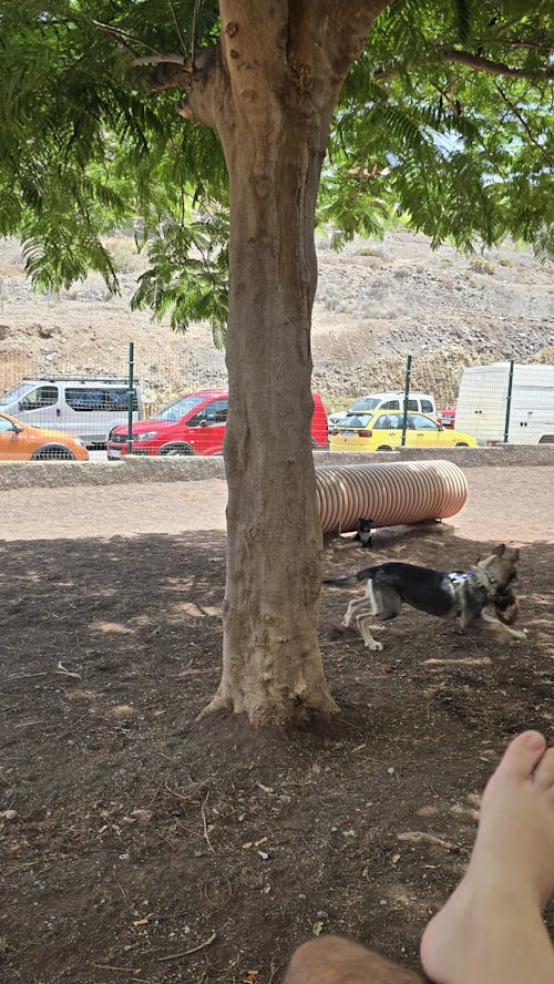 ARNÉS CLÁSICO PARA PERRO CAMO