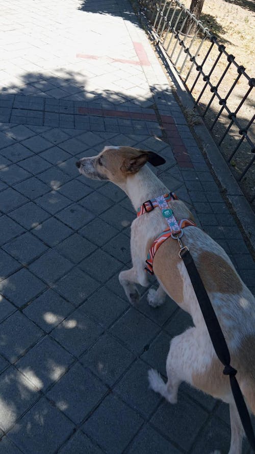 ARNÉS CLÁSICO PARA PERRO PEACE