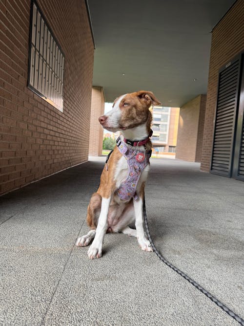 ARNES TRAIL PARA PERRO FLOWER POWER