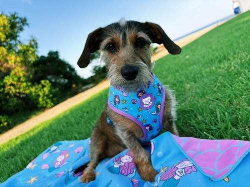 TOALLA PARA PERRO MERMAID