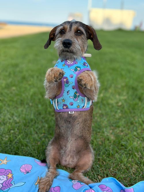 ARNÉS REVERSIBLE PARA PERRO MERMAID