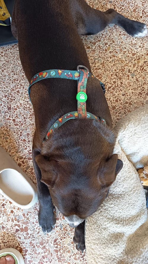 ARNÉS CLÁSICO PARA PERRO SCOUTS