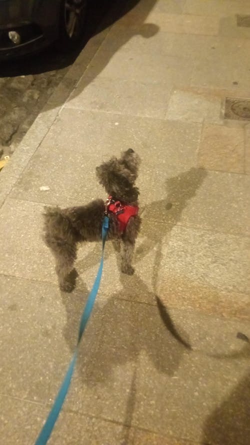 ARNÉS BODY PARA PERRO RED
