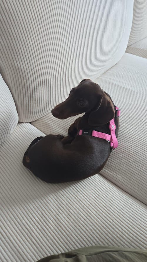 ARNÉS CLÁSICO PARA PERRO PINK