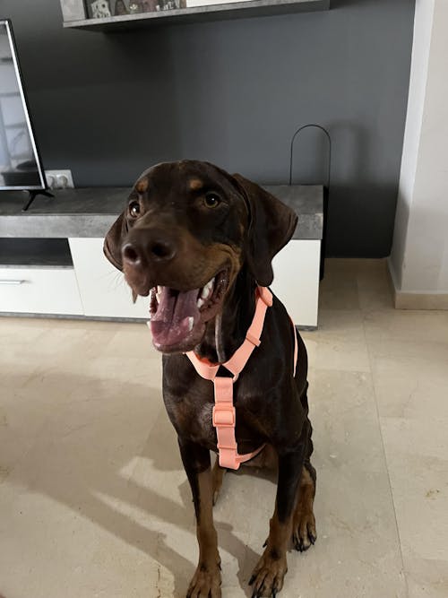 ARNES WATERPROOF PARA PERRO CORAL