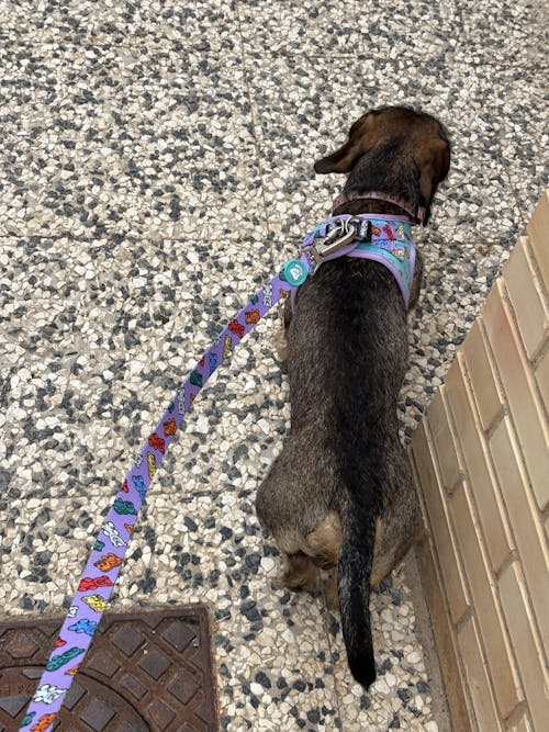 ARNÉS BODY PERRO GUMMY BEARS
