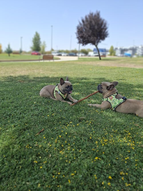 ARNES TRAIL PARA PERRO AVOCADO