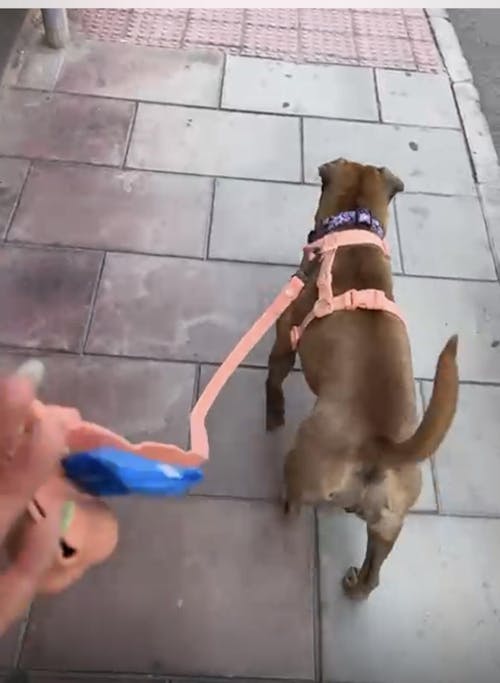 CORREA WATERPROOF PARA PERRO CORAL
