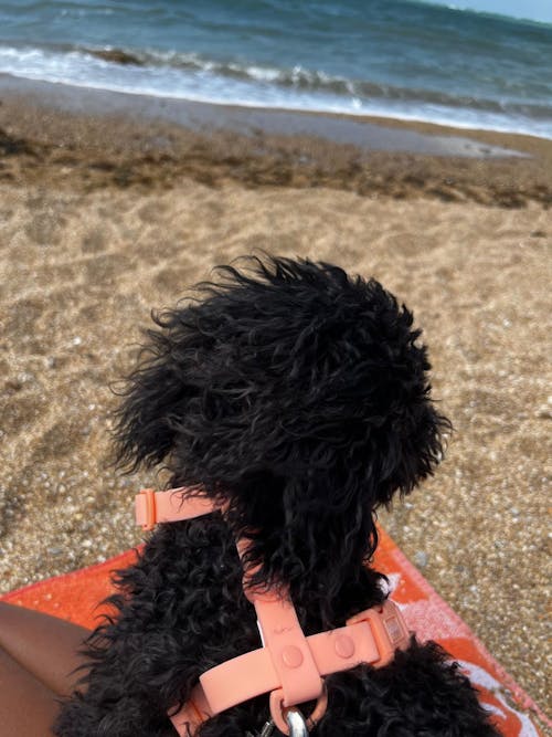 ARNÉS CLÁSICO PARA PERRO CAMO