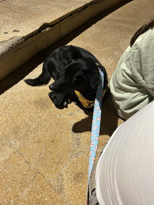 CORREA PARA PERRO CHUCHES