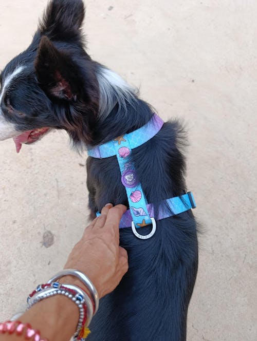 ARNÉS CLÁSICO PARA PERRO MERMAID