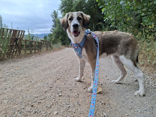 ARNES TRAIL PARA PERRO MERMAID
