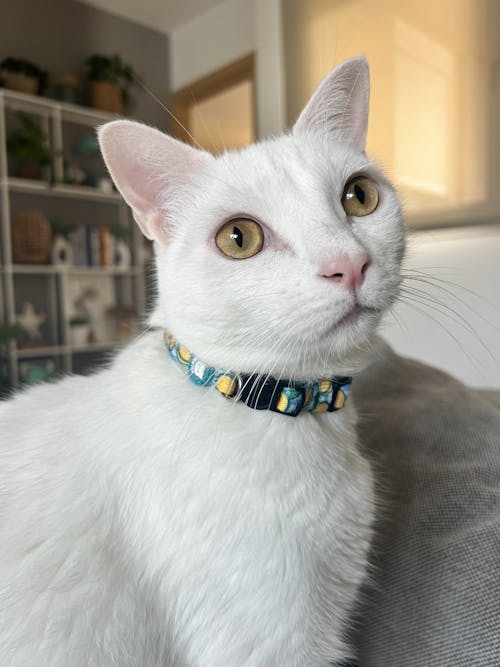 COLLAR PARA GATO LEMONS