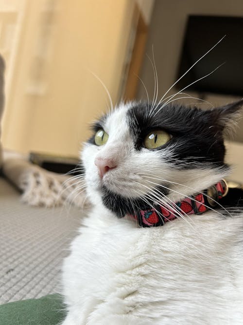 COLLAR PARA GATO BERRY LOVE
