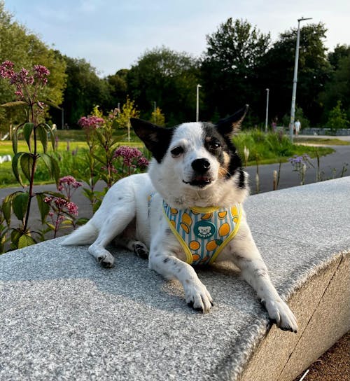 ARNES AJUSTABLE PARA PERRO LEMONS