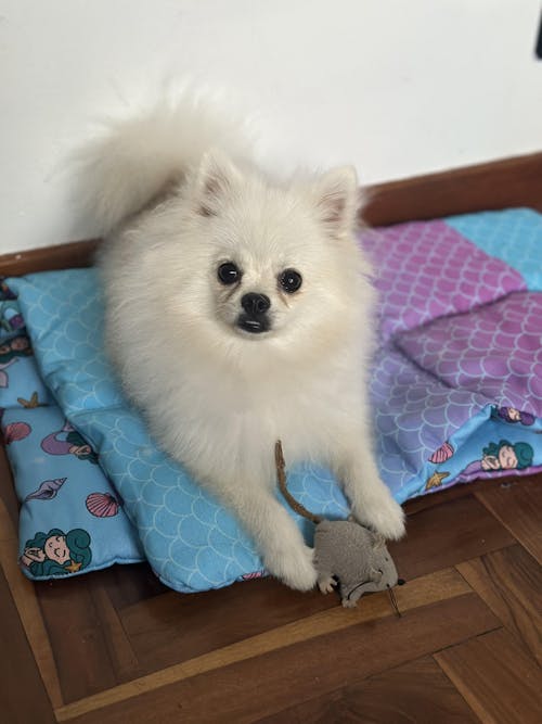 MANTA ENROLLABLE PARA PERRO MERMAID