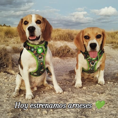ARNES TRAIL PARA PERRO SCOUTS
