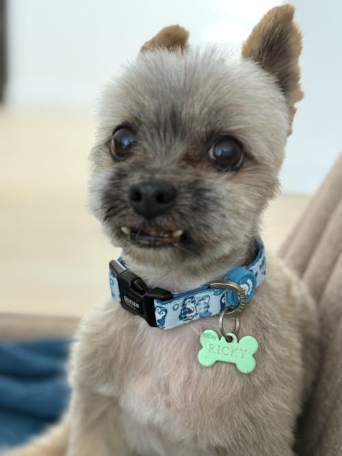 COLLAR PARA PERRO MYSTIC