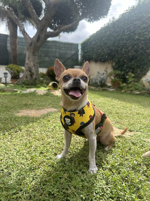 ARNÉS REVERSIBLE PARA PERRO SUPERDOG