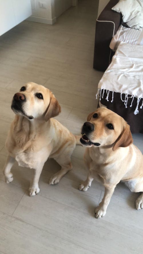 CORREA PARA PERRO MERMAID