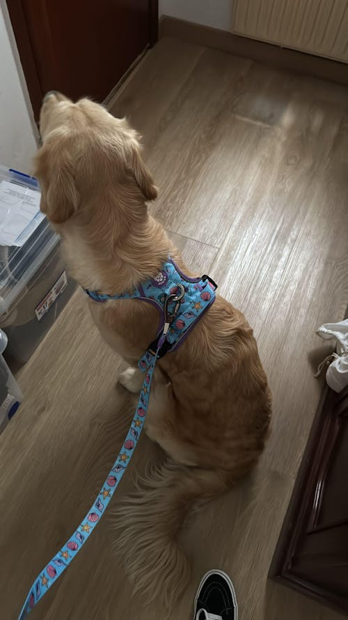 ARNES TRAIL PARA PERRO MERMAID