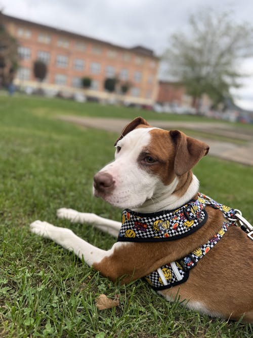 ARNES AJUSTABLE PARA PERRO GRUNGE