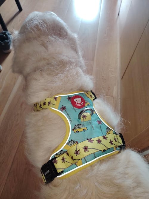 ARNES TRAIL PARA PERRO CALIFORNIA