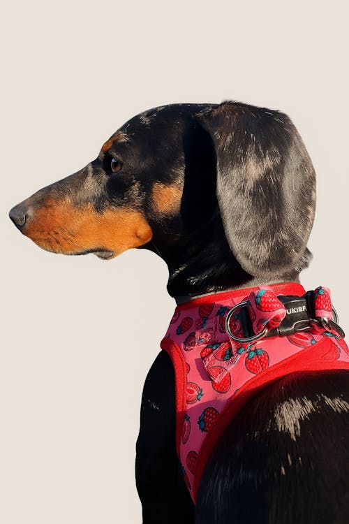 ARNÉS BODY PERRO BERRY LOVE