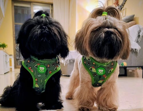 ARNES AJUSTABLE PARA PERRO SCOUTS