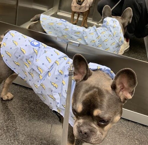 CHUBASQUERO PARA PERRO STORM