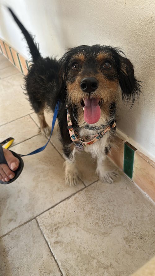 ARNÉS REVERSIBLE PARA PERRO CAMO