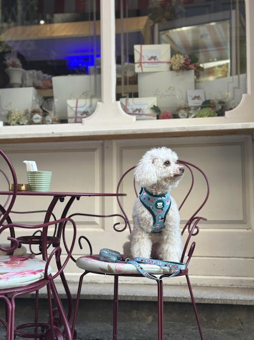 ARNÉS AJUSTABLE PARA PERRO XMAS DOGS