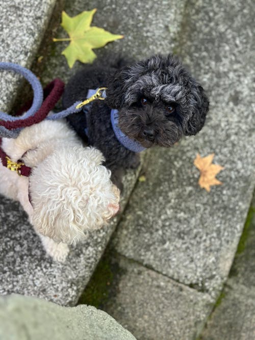 CORREA PARA PERRO TEDDY NAVY