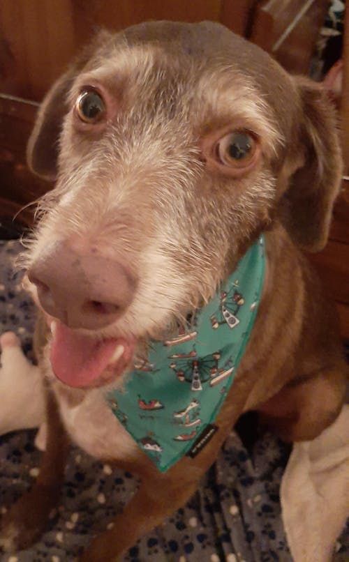 ARNES AJUSTABLE PARA PERRO TARTÁN BLUE MOCCA