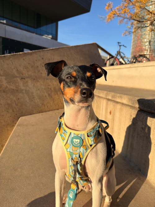 ARNES TRAIL PARA PERRO LEMONS