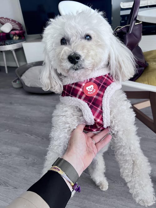 ARNES AJUSTABLE PARA PERRO TARTÁN RED