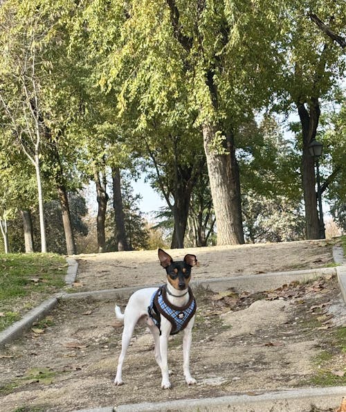 ARNES AJUSTABLE PARA PERRO TARTÁN BLUE MOCCA