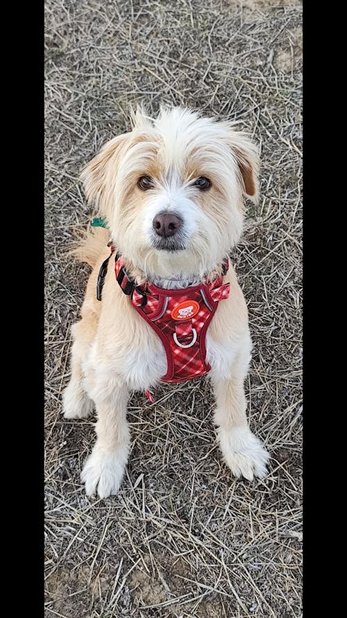 ARNES TRAIL PARA PERRO TARTÁN RED