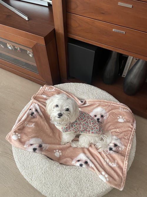 CAMA PARA PERRO DUKIER