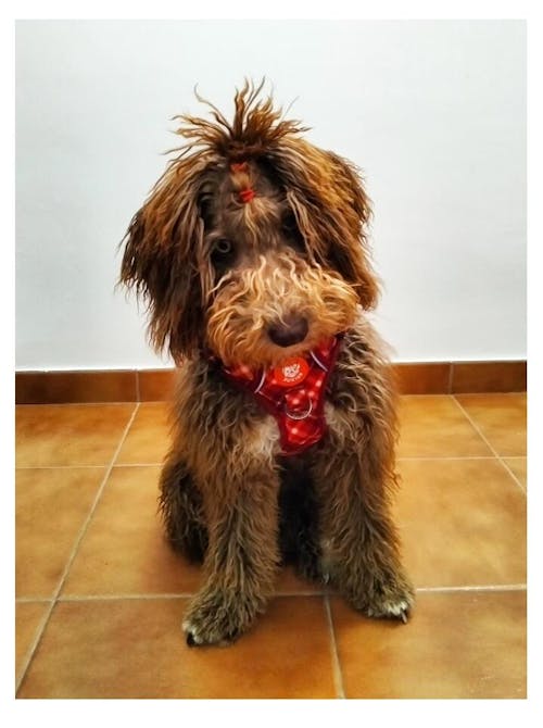 ARNES TRAIL PARA PERRO TARTÁN RED