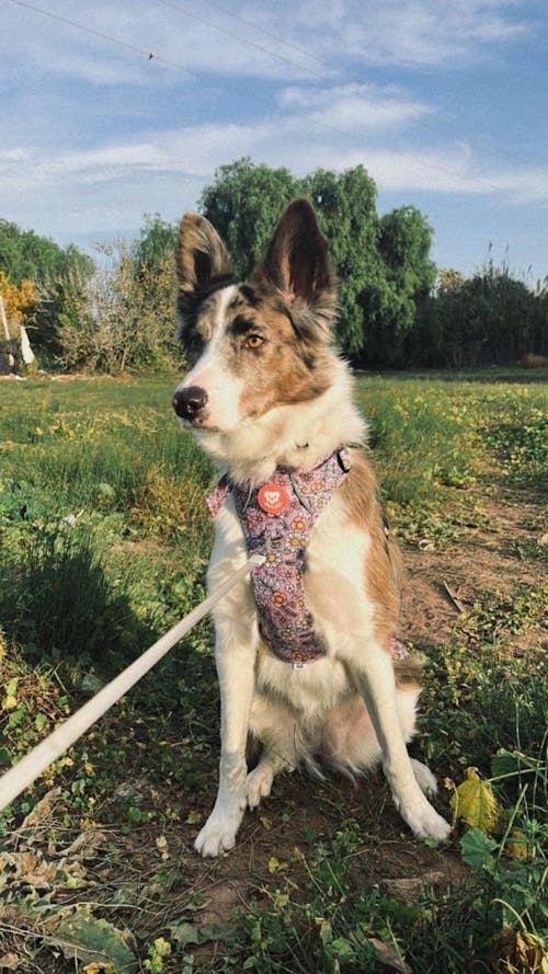 ARNES TRAIL PARA PERRO FLOWER POWER