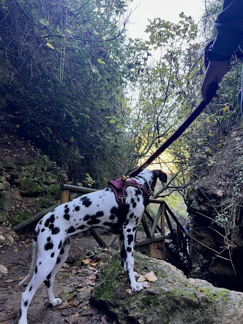 ARNÉS TRAIL PARA PERRO TEDDY CHERRY