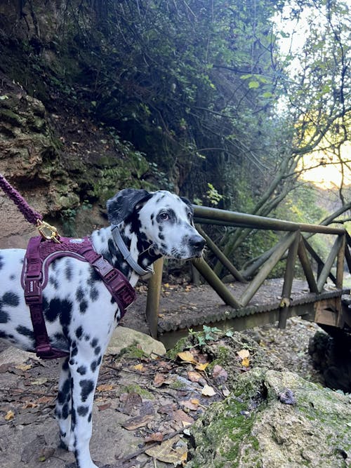 ARNÉS TRAIL PARA PERRO TEDDY CHERRY