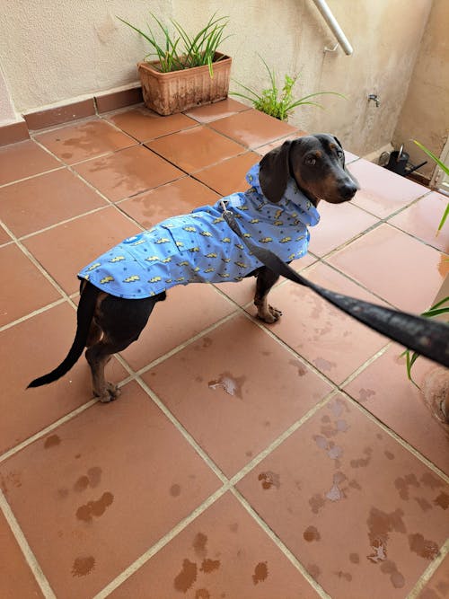 CHUBASQUERO PARA PERRO STORM