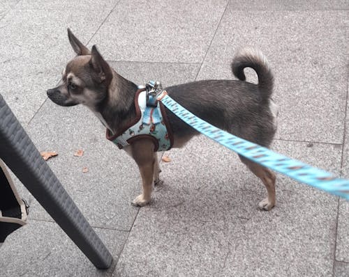 ARNÉS BODY PERRO TURTLE