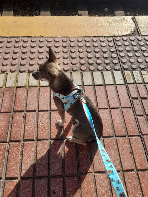 CORREA PARA PERRO TURTLE