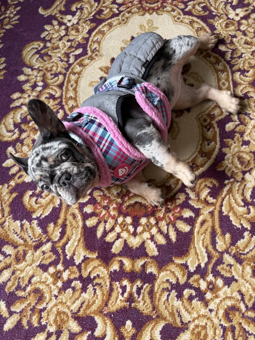 ARNES AJUSTABLE PARA PERRO TARTÁN PINK