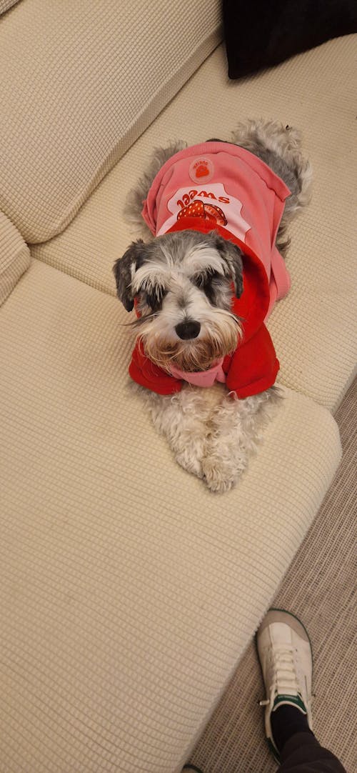 SUDADERA PARA PERRO BERRY LOVE