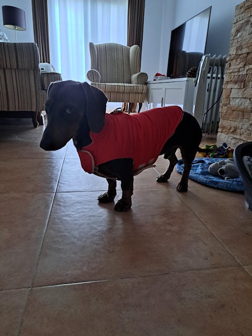 ABRIGO PARA PERRO RED